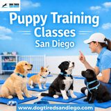 Puppy Training Classes in San Diego with Dog Tired San Diego – Building Calm, Confident Dogs from the Start