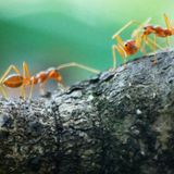 Biocarburanti dalle formiche nuove indicazioni sulla tutela della biodiversità