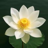 The White Lotus Character Assessment - Part I