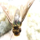 Flies in the Honey by Kyle Walker: A Creepy Psychological Horror Story