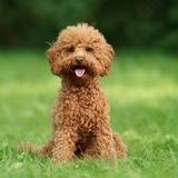 The Ultimate Guide to the Miniature Poodle