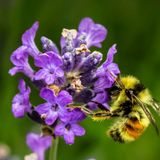 Letizia Bugini: «Le api sono fondamentali per il nostro approvvigionamento alimentare»