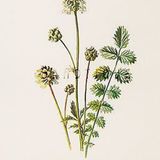 Show 199: Garlic Mustard and Salad Burnet