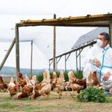 Breves de actualidad: Agricultura decreta el confinamiento de todas las aves de corral en España