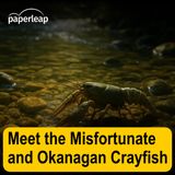 Meet the Misfortunate and Okanagan Crayfish