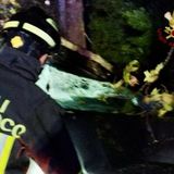 Jesolo, crolla un platano mentre passa l’auto: morto padre di famiglia di 46 anni