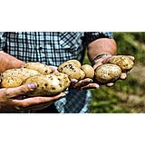 Patata di Bologna Dop (Emilia Romagna)