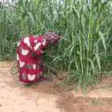 Agriculture féminine, nutrition et scoutisme (Le Niger sur Kalangou)