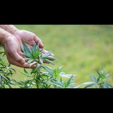 Future Impact of Marijuana Awareness Program Online Training New Mexico