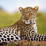 005.1 African Leopards