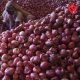महंगाई में प्याज - Onion Price hike (Duniya Mere Aage, 23 August 2023)