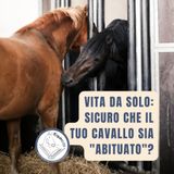 Vita da solo: sicuro che il tuo cavallo sia "abituato"?