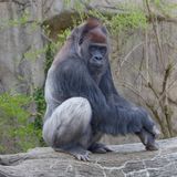 011.1 Western Lowland Gorilla