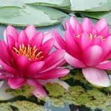 Living a Purposeful Life During Times of Transition - Part II