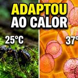 O parasita controlador da mente da Amazônia está sofrendo mutações.