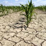 Coldiretti ribadisce l’allarme siccità: “oltre 300mila imprese agricole a rischio”