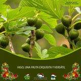NUESTRO OXÍGENO Higo, una fruta exquisita y versátil – Prof. Raúl Ayanegui Méndez – Dr. Luis Orlando Castro