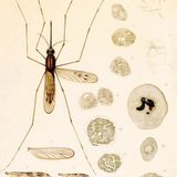 Paolo Mazzarello "Malaria"