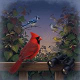 Backyard Bird ID Audio main episode for 2026-07-16