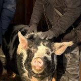 Episode 11 - Åbent hus på Dyrenes Frie Farm