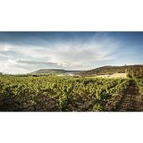 A Serdiana i vini di Antonella Corda (Sardegna)