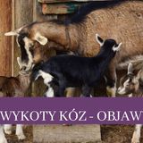 30 Wykoty kóz, objawy porodu kozy