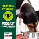 Bases de una buena alimentación para perros