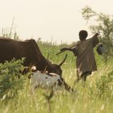 Élevage, espaces pastoraux et dialogue social (Le Niger sur Kalangou)