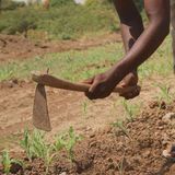 Arlit : la relance agricole attire les jeunes vers le maraîchage ( Niger sur Kalangou)
