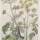 Show 191: Cow Parsnip, Dandelion and Mouse Ear Hawkweed