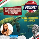 La tartaruga verde non è più in pericolo di estinzione: segnali di recupero per la specie - Il TG della Natura