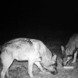 Le predazioni dei lupi di montagna “sbarcano” a Venezia. Ieri il vertice: “no estremismi”