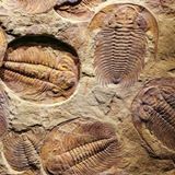 Las Formas de la Vida: 7- Explosión de Vida #ciencia #biologia #documental #podcast