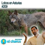 Lobos en Asturias #209