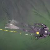 Tema: Undervandsjægerens fortælling om havet