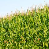 La diversificazione delle colture aiuta l'azoto (ma non il carbonio)
