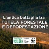 L'antica battaglia tra tutela forestale e deforestazione