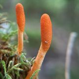 Cordyceps Mushrooms Guide