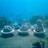 De cinzas a corais: O legado subaquático que revive nossos oceanos