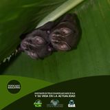 NUESTRO OXÍGENO Investigación de Fósiles de murciélagos Nariz de Hoja y su vida en la actualidad - Geólogo Aldo Rincón