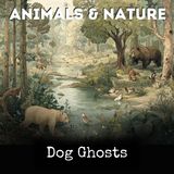 040 - Puss Helps a Little Boy Who Is in Trouble