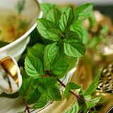 Il potere della menta: freschezza, rigenerazione e saggezza nel cuore di luglio