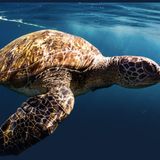 Plastic Free Odv: Verso un Futuro Sostenibile