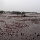 Varicelle, premières pluies à Tahoua et chronique Lotti (Le Niger sur Kalangou)