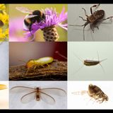 Common Pest Identification How to Tell Them Apart