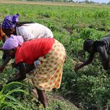 Les femmes de Danja dans la région de Maradi face au défi de la production agricole