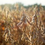 Soja: demanda chinesa e clima nos EUA elevam indicador Cepea | BBcast Agro - 10/07/2026