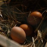 Avicultura de postura: exportações de ovos, preços e custos de produção | BBCast Agro – 03/09/2026