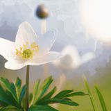 The windflower's story | Nature Stories For Kids