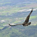 Dopo due mesi di cure ha spiccato il volo l’aquila reale finita in un giardino a Valbrenta – VIDEO